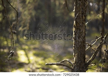 Similar – light forest Nature