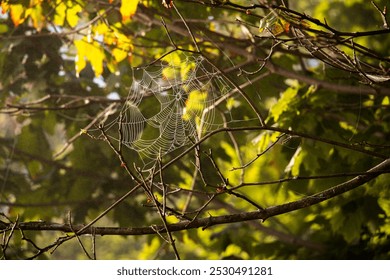 Spider web on tree branches on the beach in Gdynia - Powered by Shutterstock