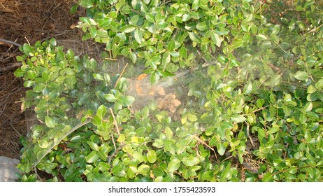 spider.
web spider on the tree.
close up of web spider, closeup
insect, insects, bug, bugs, animal, animals, wildlife, wild nature, forest, woods, garden, park