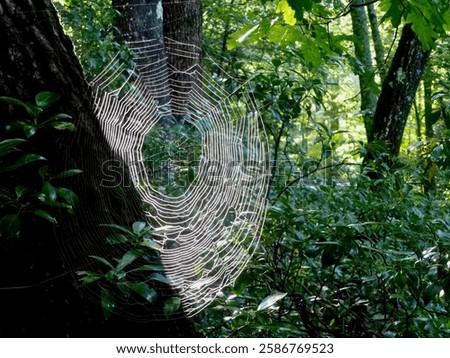 A spider web on tree trunk in forest