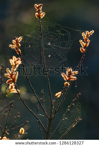 Similar – #A0# Wildblumen