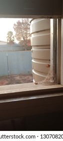 spider web on window