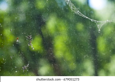 Spider web on the window