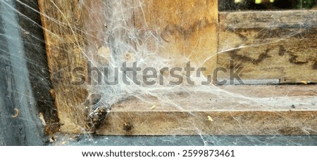 Spider web on the windown