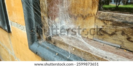 Spider web on the windown