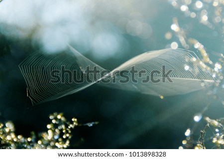 Similar – Image, Stock Photo blue hour Nature Plant Air