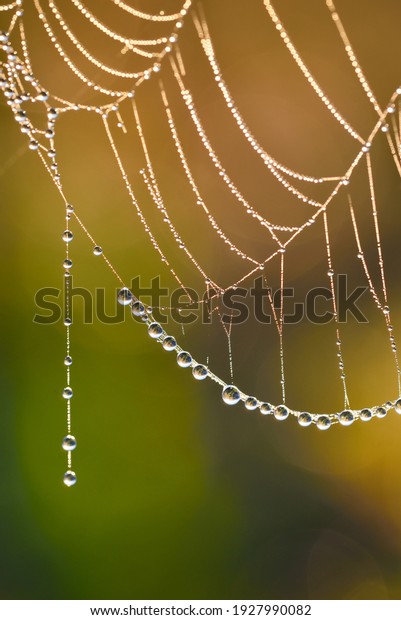 Spider web, plants and dew drops close-up. Natural\
pattern. Golden background. Soft sunlight. Macrophotography,\
graphic resources, insects, environmental conservation. Panoramic\
view, copy space