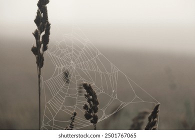 Spider web with rain drops in the morning sunlight during fog. spider net on wheat field - Powered by Shutterstock