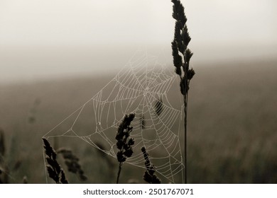 Spider web with rain drops in the morning sunlight during fog. spider net on wheat field - Powered by Shutterstock