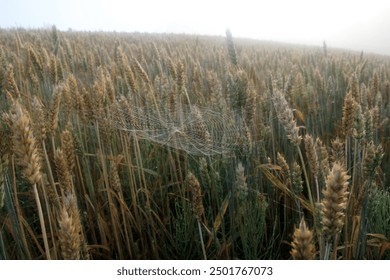 Spider web with rain drops in the morning sunlight during fog. spider net on wheat field - Powered by Shutterstock