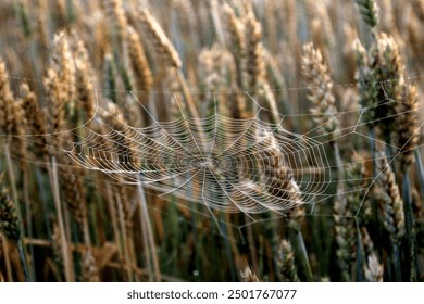 Spider web with rain drops in the morning sunlight during fog. spider net on wheat field - Powered by Shutterstock