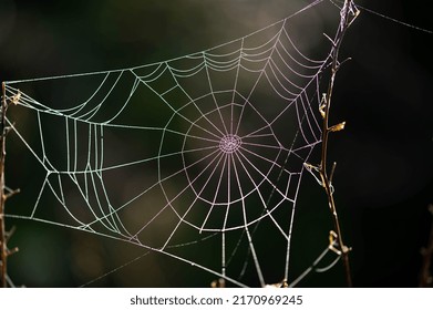 713 Rainbow spider web Images, Stock Photos & Vectors | Shutterstock