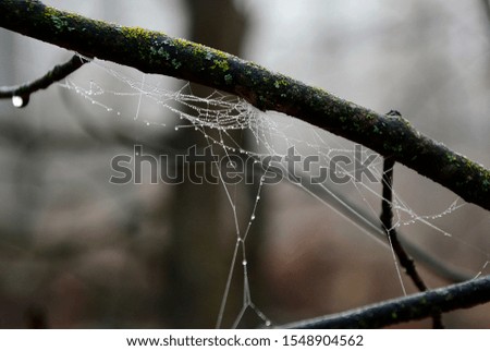 Spider web with raindrops, close-up.
