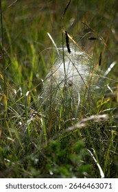Spider web shimmering in the background due to sunlight.
