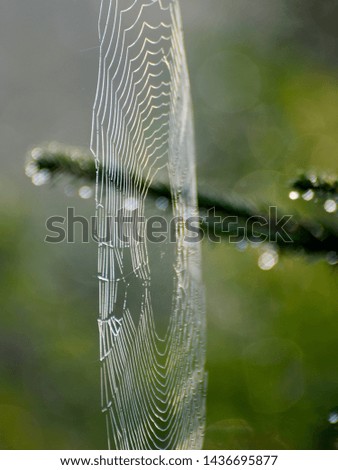 Similar – Foto Bild Tanne im Park ruhig Sommer