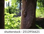 A spider web, spiderweb, or cobweb (from the archaic word coppe, meaning "spider") is a structure created by a spider out of proteinaceous spider silk extruded from its spinnerets. catch prey