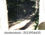 A spider web, spiderweb, or cobweb (from the archaic word coppe, meaning "spider") is a structure created by a spider out of proteinaceous spider silk extruded from its spinnerets. catch prey