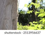 A spider web, spiderweb, or cobweb (from the archaic word coppe, meaning "spider") is a structure created by a spider out of proteinaceous spider silk extruded from its spinnerets. catch prey