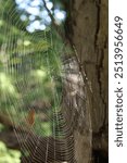 A spider web, spiderweb, or cobweb (from the archaic word coppe, meaning "spider") is a structure created by a spider out of proteinaceous spider silk extruded from its spinnerets. catch prey