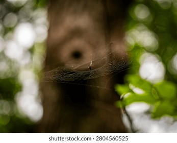 A spider web spun horizontally between forest trees catches morning light with a soft bokeh background