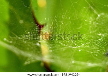 Similar – Image, Stock Photo Butterfly wings