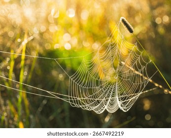 Spider web stretched between blades of grass