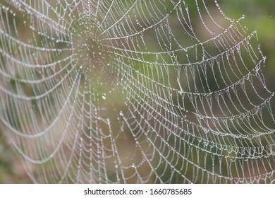 spider thread