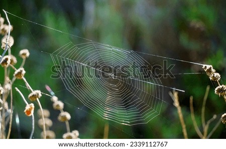 A spider web strung between some scrub bushes.