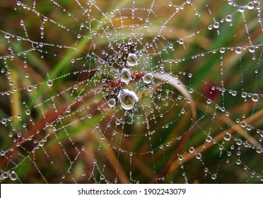 spider web in summer after rain with large and small drops of water - Shutterstock ID 1902243079