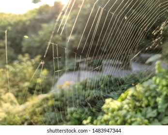 spider web in the sun.
