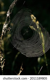 Spider in a web in the sun