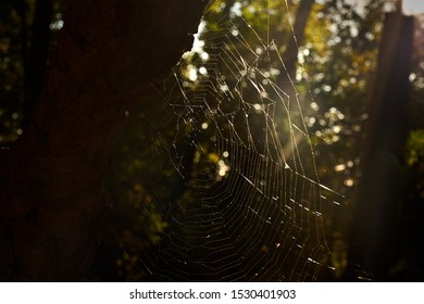 Spider web in sun set reflection