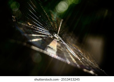 Spider web with sunlight streaming through on dark background