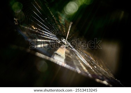 Spider web with sunlight streaming through on dark background