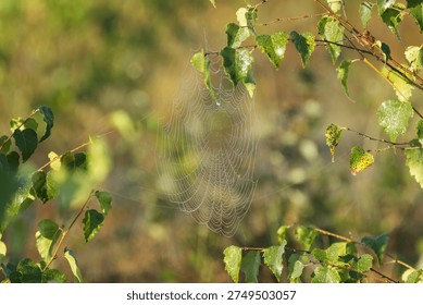 Spider web in sunlight surrounded by leaves, cobwebs with water droplets, spider web hanging from green leaves, sun shining on green leaves, morning dew