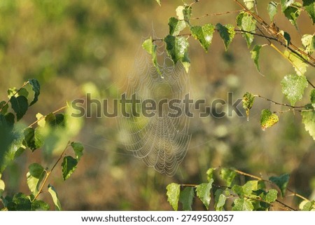 Spider web in sunlight surrounded by leaves, cobwebs with water droplets, spider web hanging from green leaves, sun shining on green leaves, morning dew