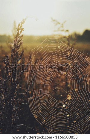 Similar – Image, Stock Photo Summer meadow with mosquitoes