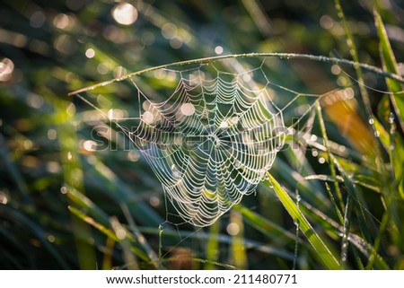 Similar – Image, Stock Photo Spider web on grass