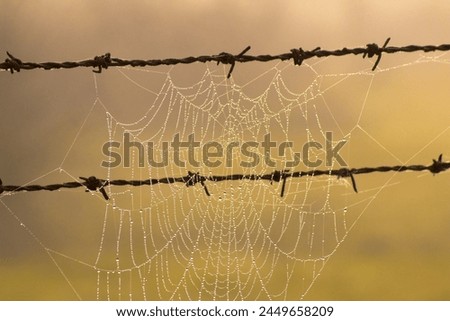 Spider web in sunset colors. Spider web on barbed wire. Blurred background. Art idea concept in nature. Hunting methods of animals. Horizontal photo. Entomology. Environment. No people. Bug, insect.  