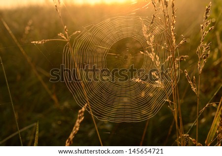 Similar – Image, Stock Photo Summer meadow with mosquitoes