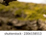 A spider web suspended in a marshy area by a fallen tree. Spider web picturesquely hung by a spider to catch prey. On a green, blurred background of spring vegetation.  