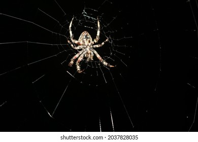 Spider in web taken at night