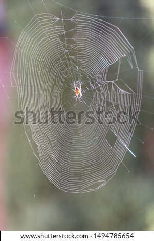 Similar – Spinnennetz im geheimnisvollen Wald