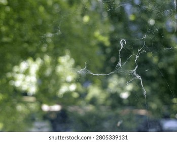 Spider web threads forming a complex, dusty cobweb on a clear glass surface, contrasting with the blurred green foliage outdoors in the background