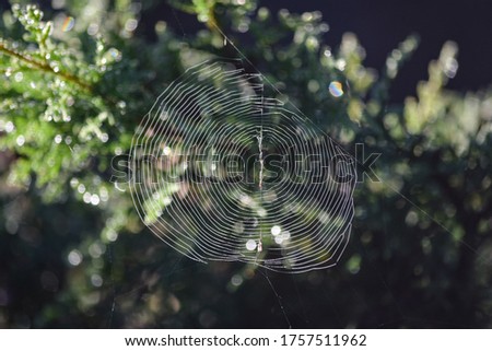 Similar – grünes Moos auf der Rinde eines Baumes mit Bokeh-Hintergrund