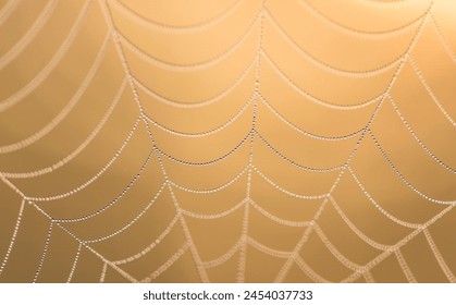 A spider web with water droplets
 - Powered by Shutterstock