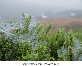 Spider web in water droplets, wool sheep in a field in the background. Calm nature scene in rural Ireland area. - Powered by Shutterstock