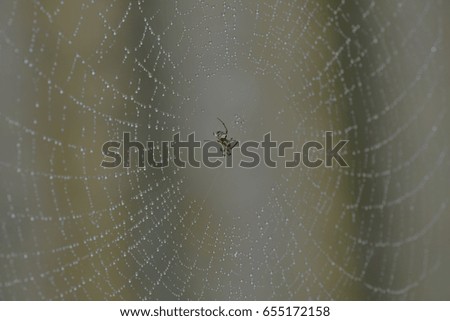 Similar – Image, Stock Photo spider Wild animal Spider