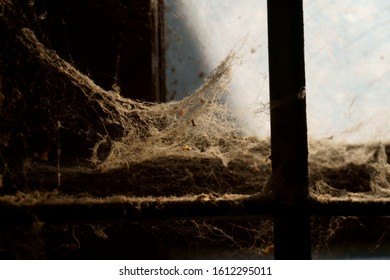 Spider web in the window