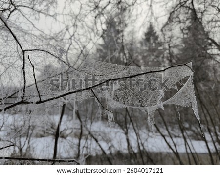 Spider web at winter forest